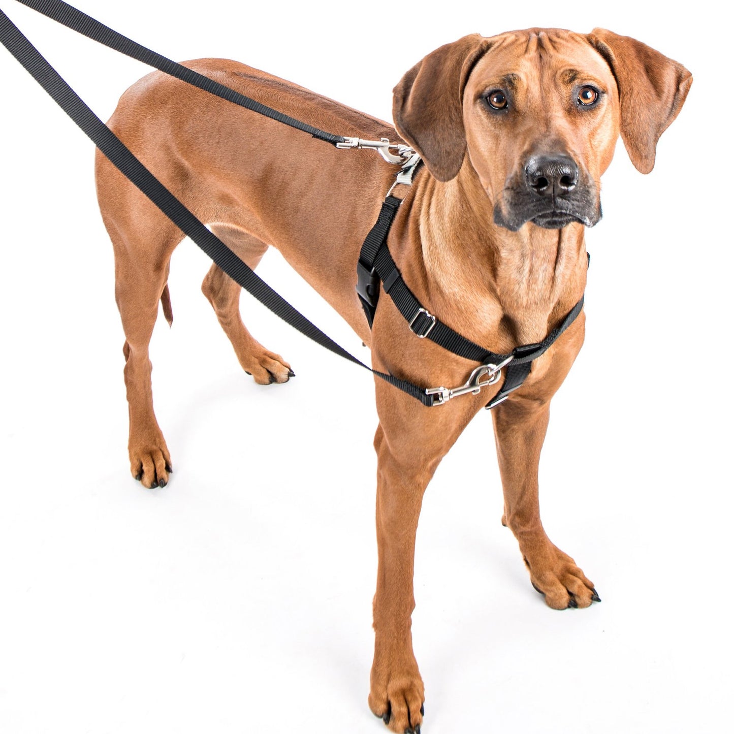 No-Pull Dog Harness