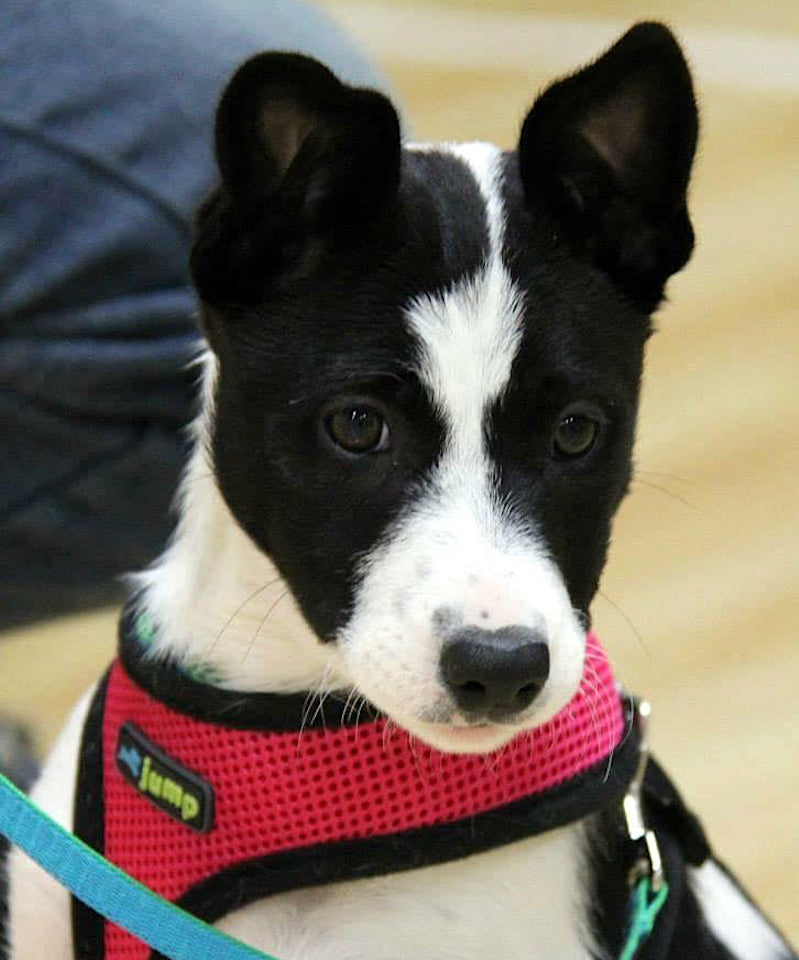 Puppy Classes