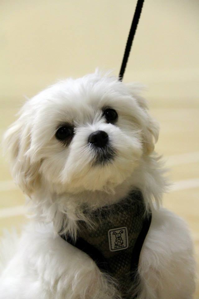 Half-Pint Happy Hour - Small Dog Social Class