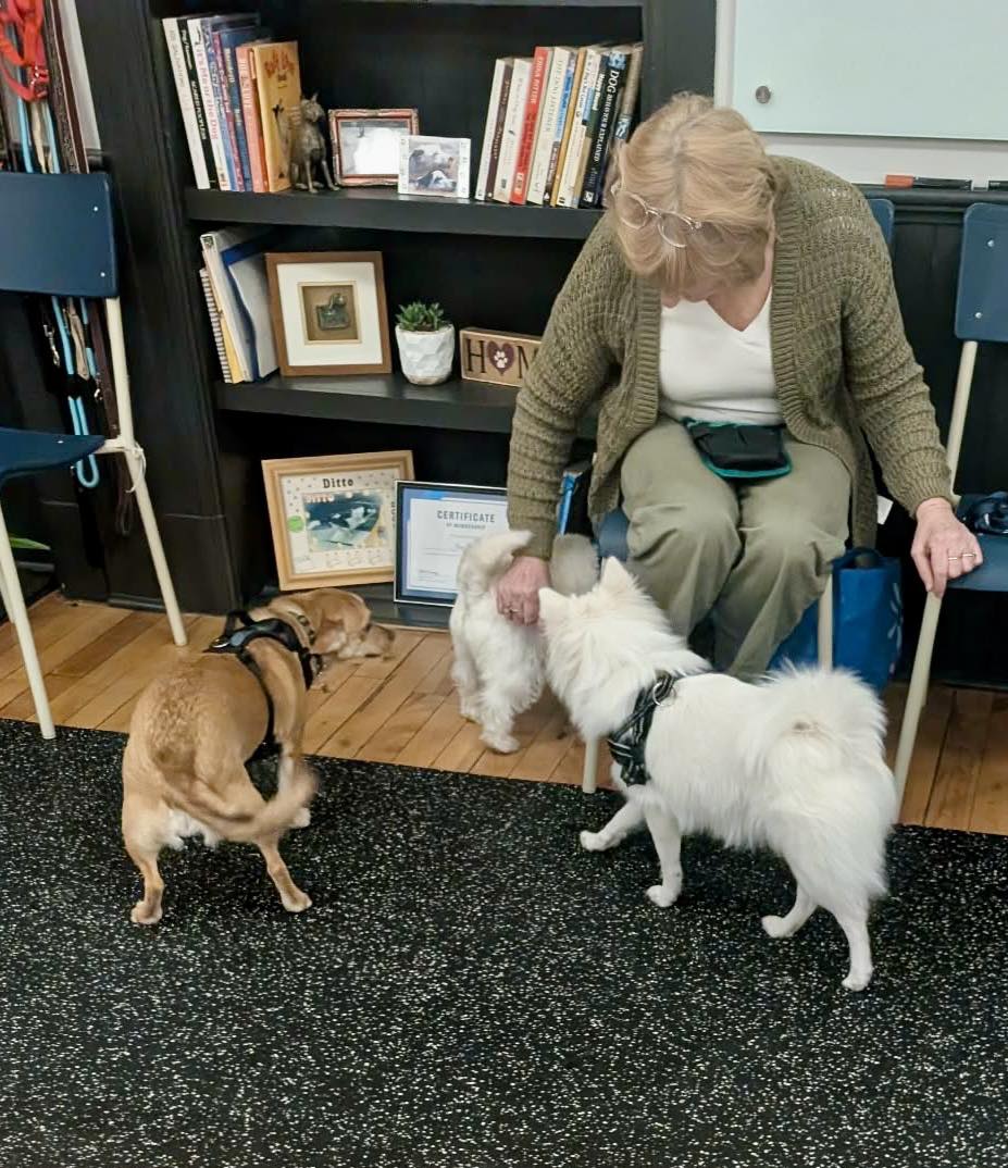 Small Dog Social Class-"Half Pint-Happy Hour!"