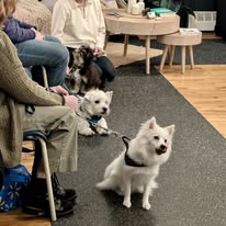 Small Dog Social Class-"Half Pint-Happy Hour!"