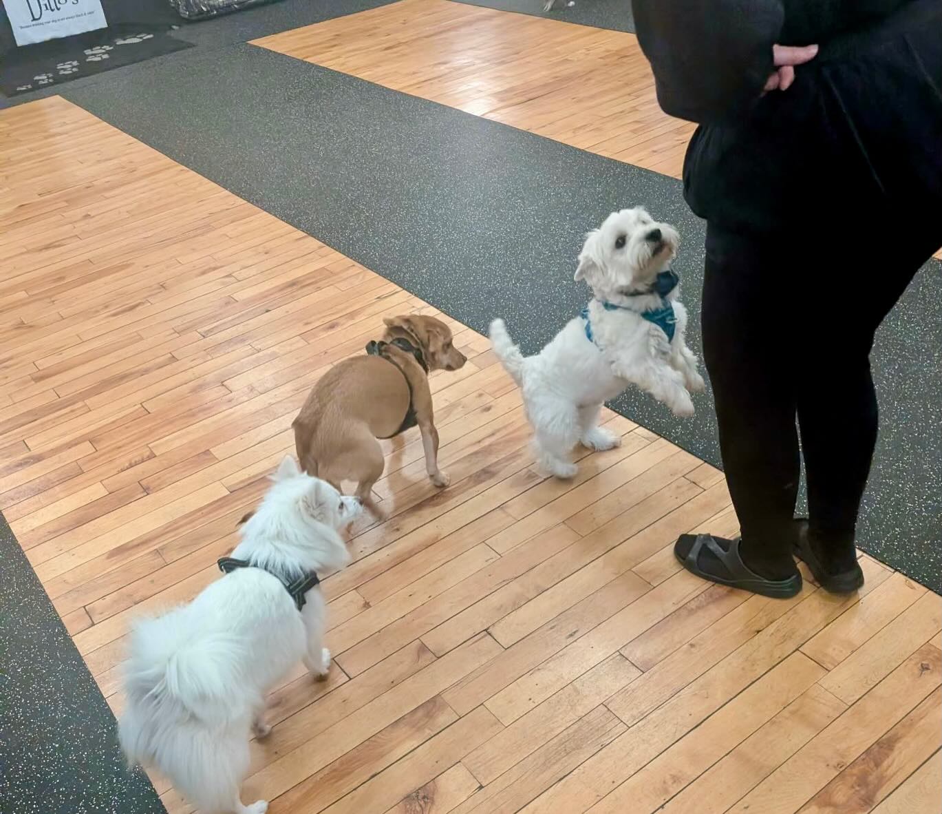 Small Dog Social Class-"Half Pint-Happy Hour!"