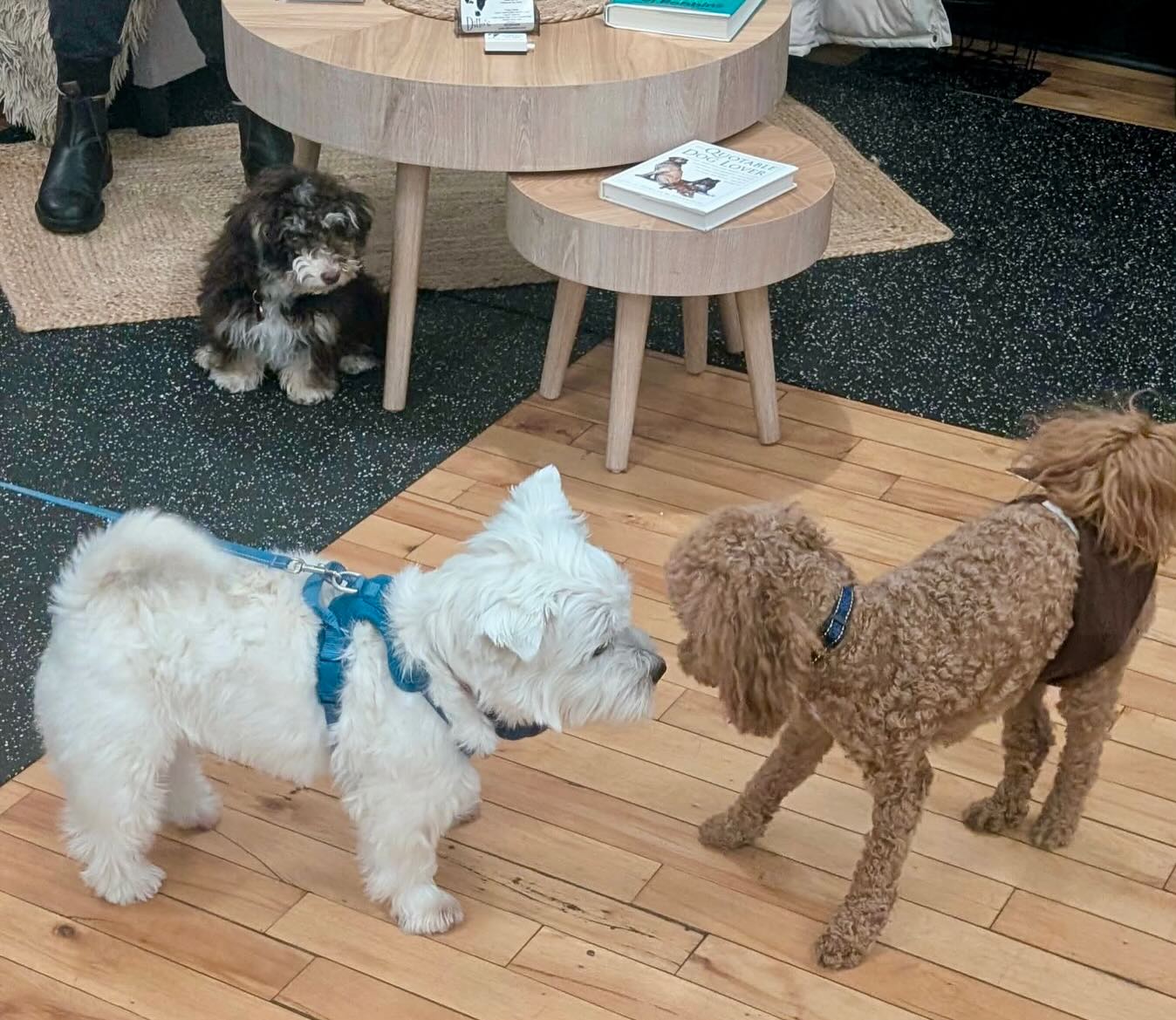 Small Dog Social Class-"Half Pint-Happy Hour!"