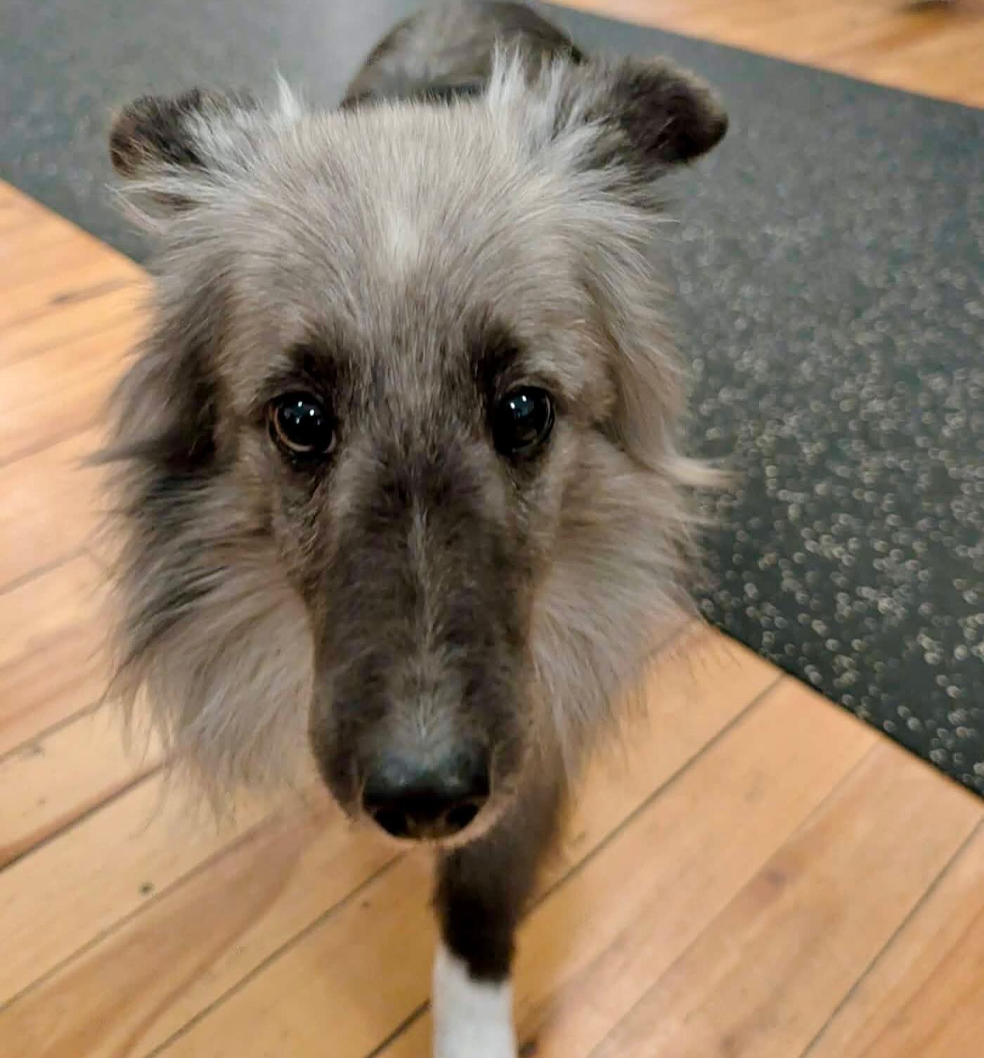 Small Dog Social Class-"Half Pint-Happy Hour!"