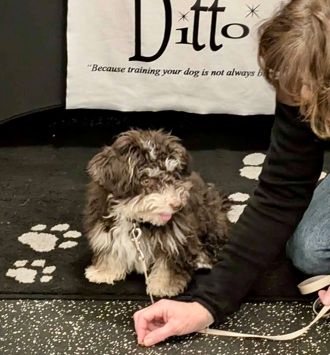 Small Dog Social Class-"Half Pint-Happy Hour!"