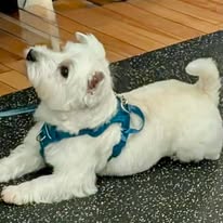 Small Dog Social Class-"Half Pint-Happy Hour!"