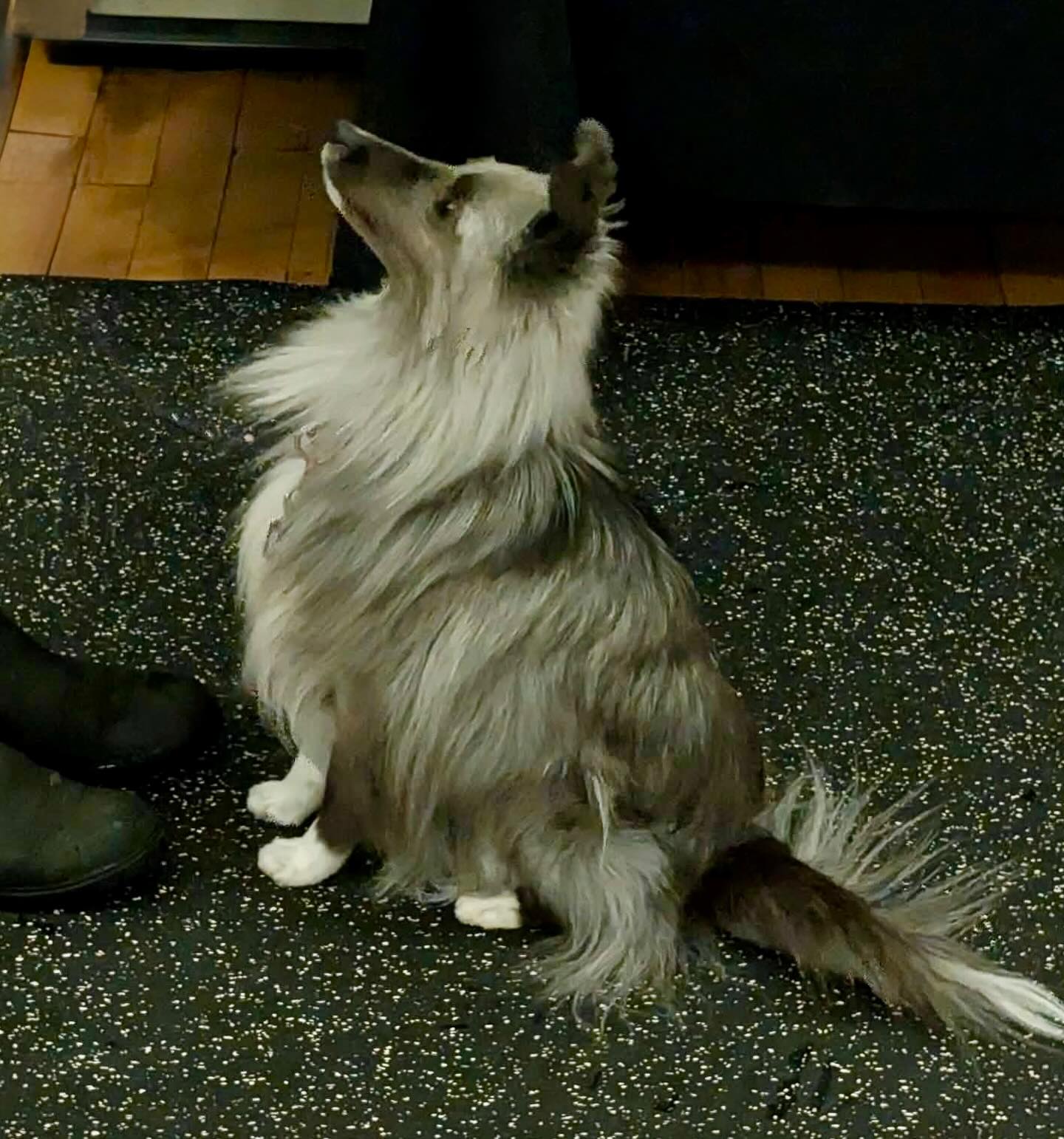 Small Dog Social Class-"Half Pint-Happy Hour!"