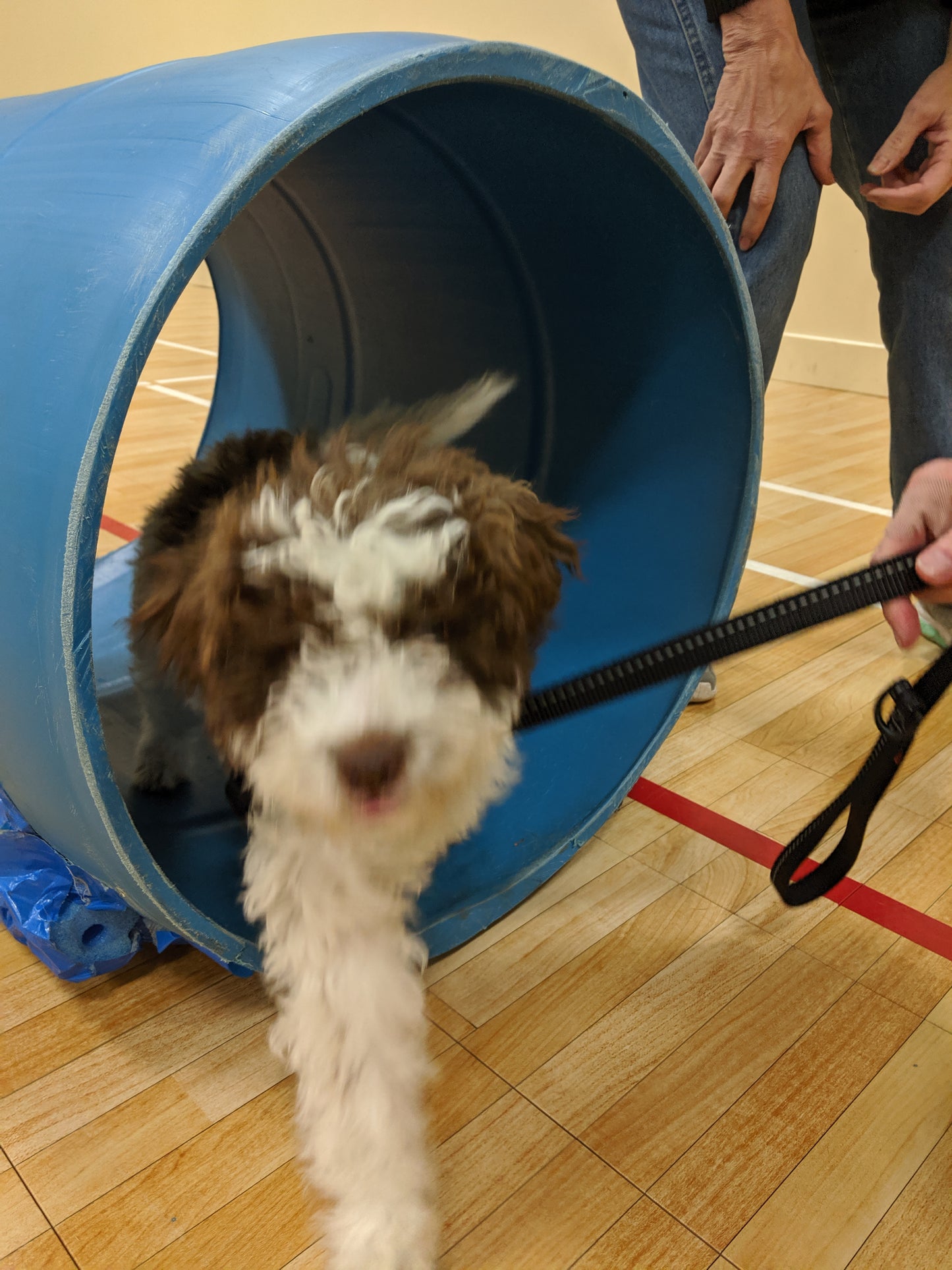Half-Pint Happy Hour - Small Dog Social Class