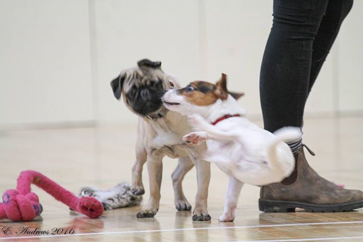 Half-Pint Happy Hour - Small Dog Social Class