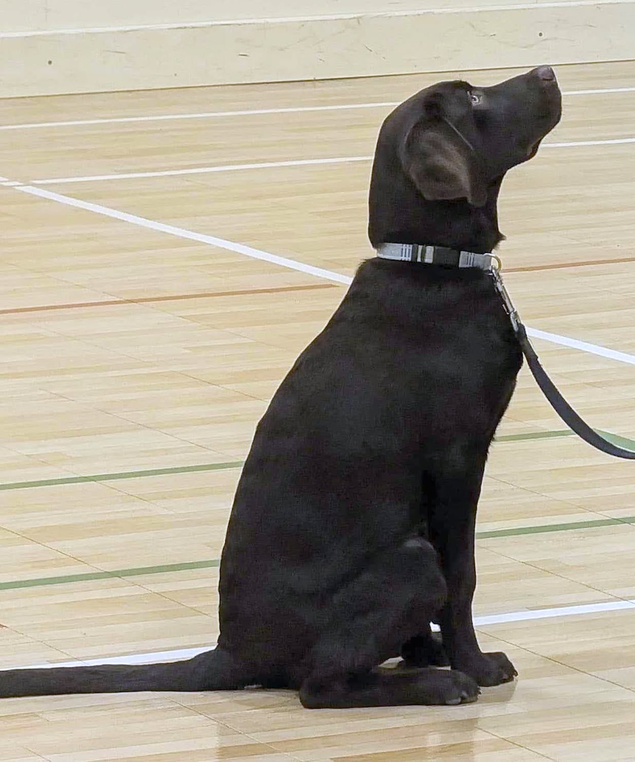 Level 1 - Learning Basic Manners